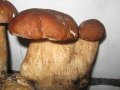Funghi Speciali - cespoadue